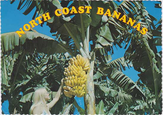 0088_Australia_NorthCoastBananas