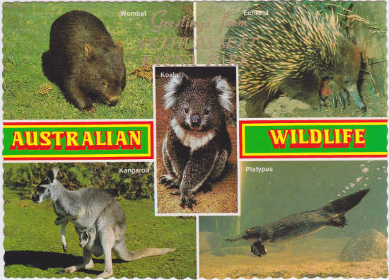 0178_Australia_Wildlife_front