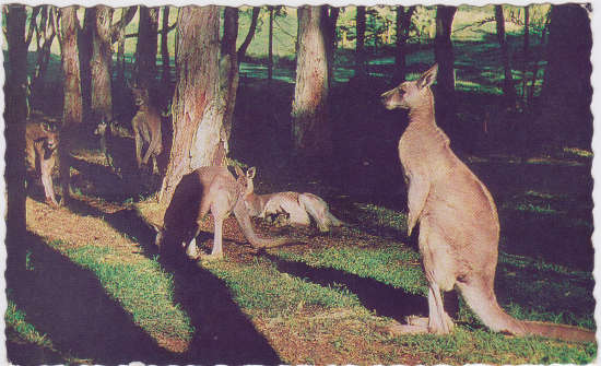 0181_Australia_Kangaroos_front